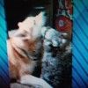 bluedoggy1913
